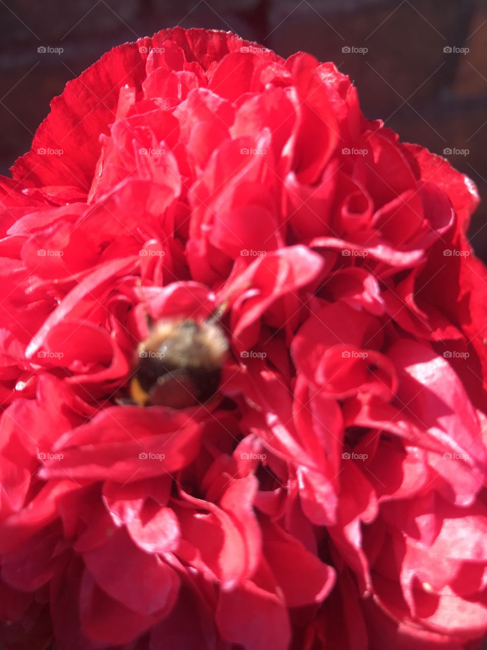 Bee 