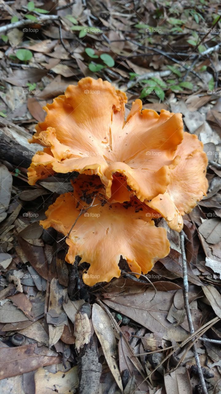 Orange Madness. A unique mushroom in our yard
