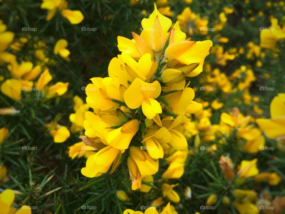 Yellow Gorse Flowers Up Close