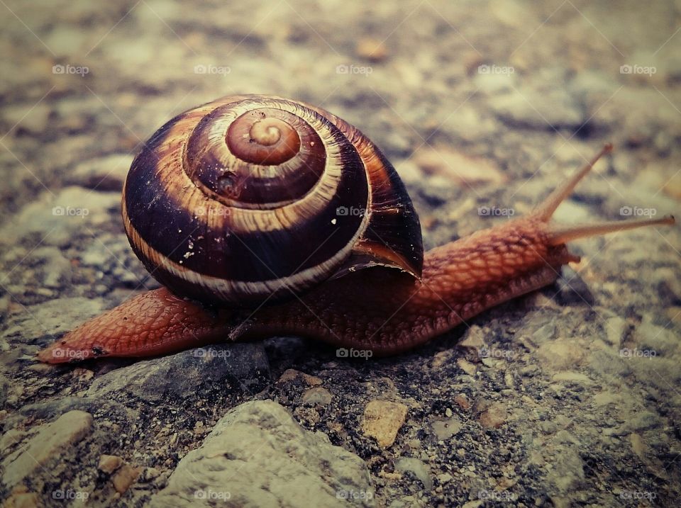 Snail