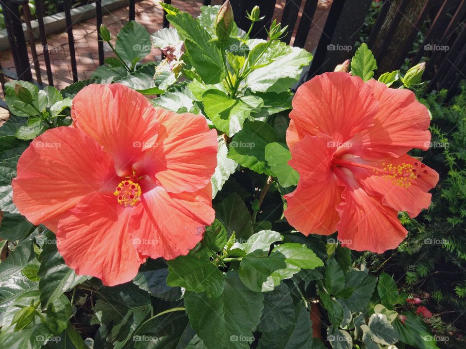 Chinese hibiscus is a small flowering tree. Its fragrant flowers are well known the world over, leading to many cultivated variants. 