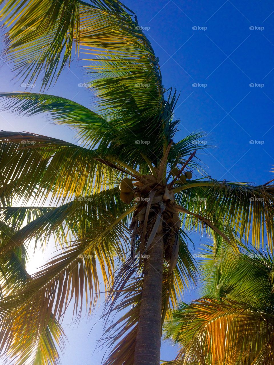 Coconut Palms . Key Biscayne 