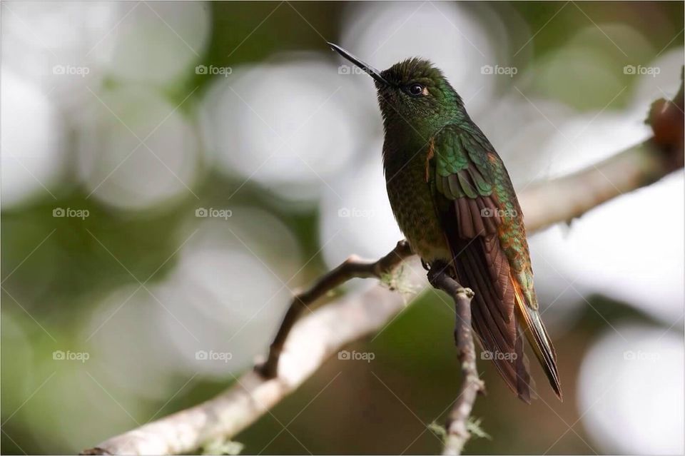 Buff-tailed Coronet