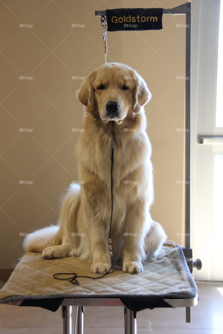 A golden retriever sits patiently at a San Antonio dog show, waiting for his turn to shine. 