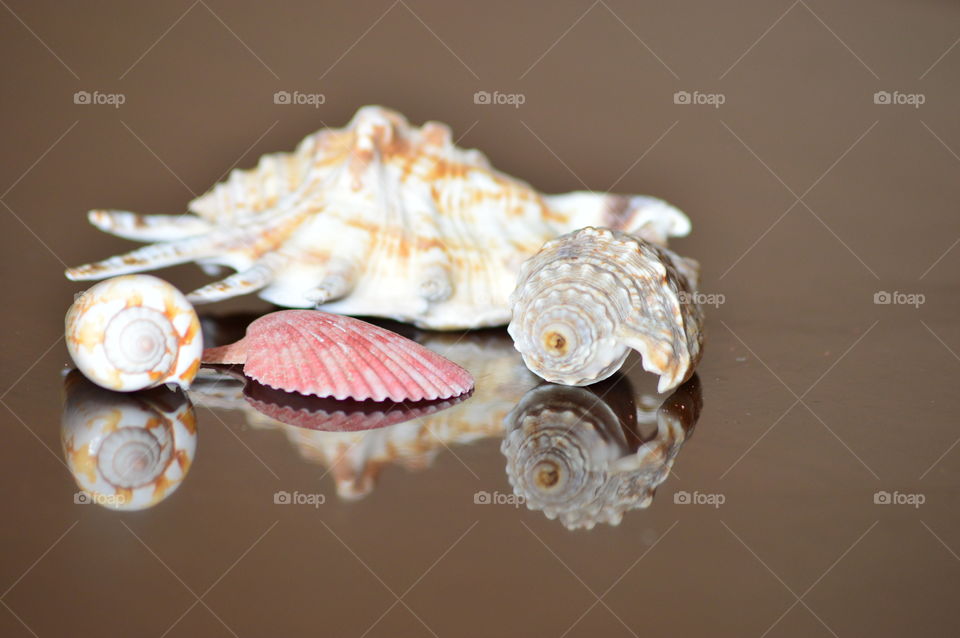 sea shell