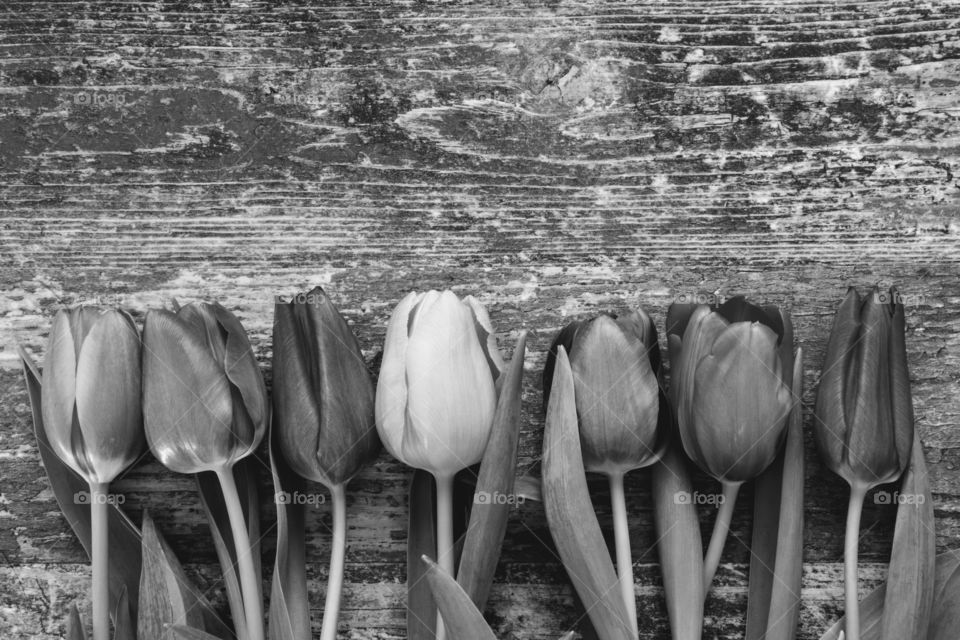 black and white tulips on a old wooden background