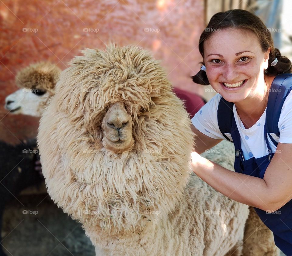 Fluffy portrait with a lama