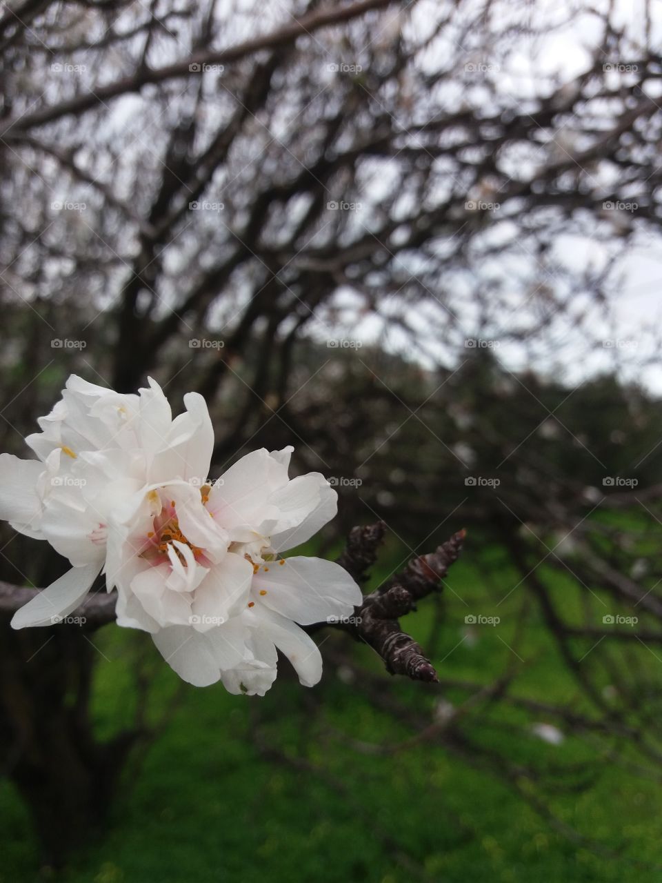 Flowers always make my bay better.