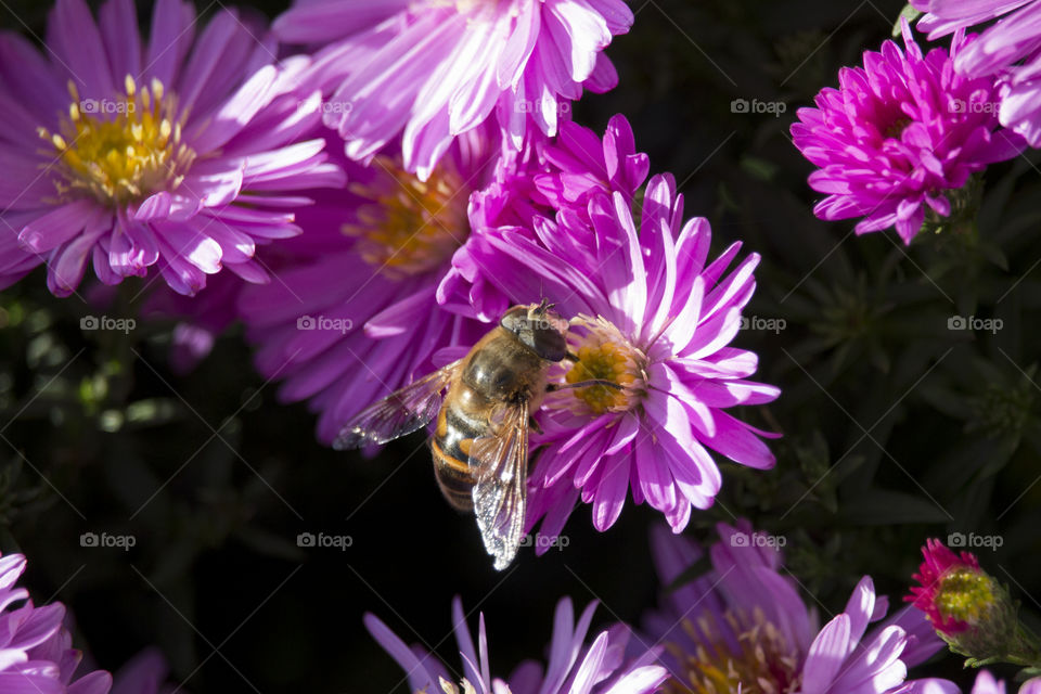 Bee on Autumn Aster