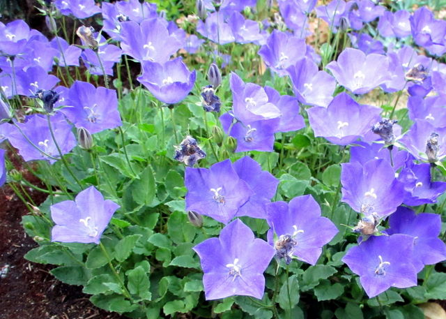 Spring Fever. Lush Garden
