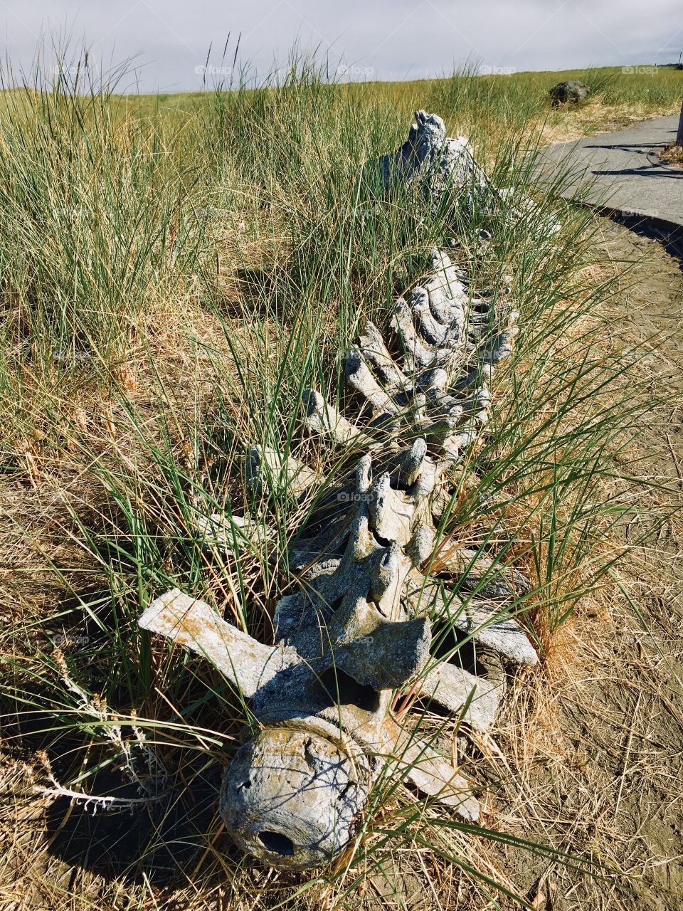 Gray whale skeleton