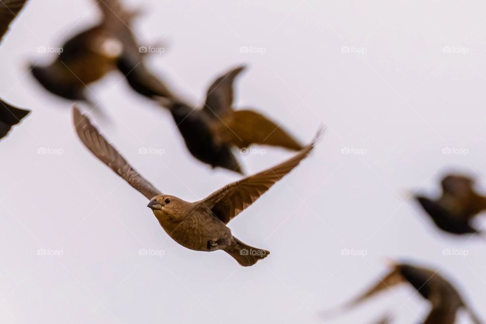 Cowbirds and Starlings flying together, with a female cowbird in focus. 