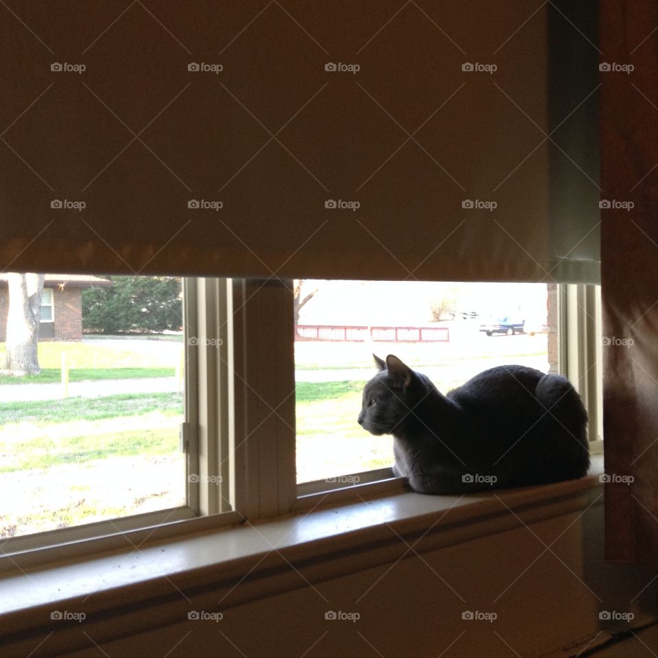 Cat in a window enjoying fresh air 