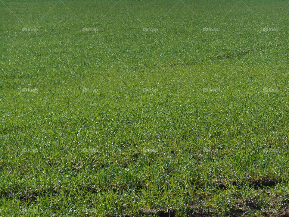 Grass, Field, Hayfield, No Person, Landscape