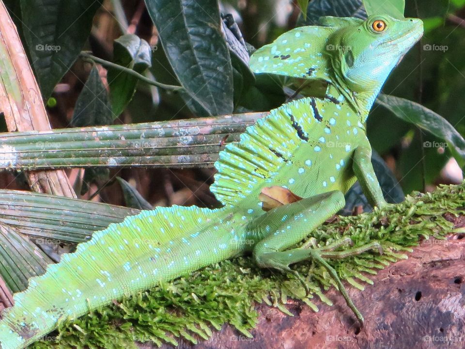 Green lizzard 