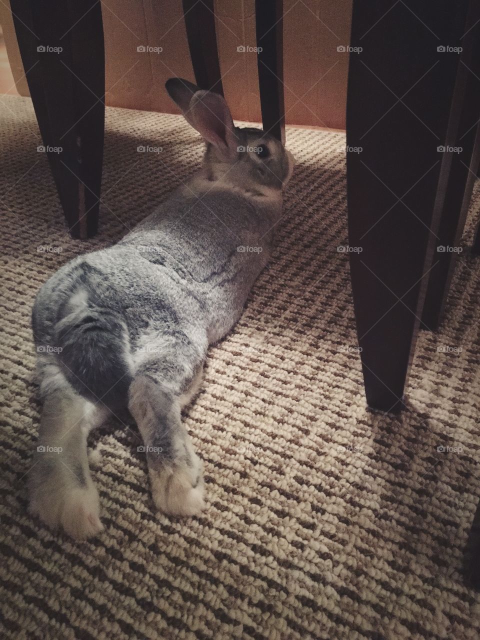 Lazy Bunny