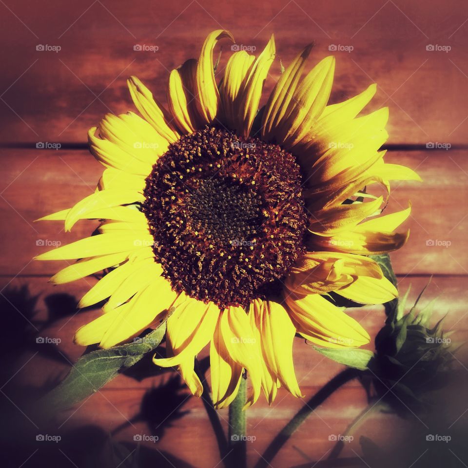 Flower, Sunflower, Nature, No Person, Summer