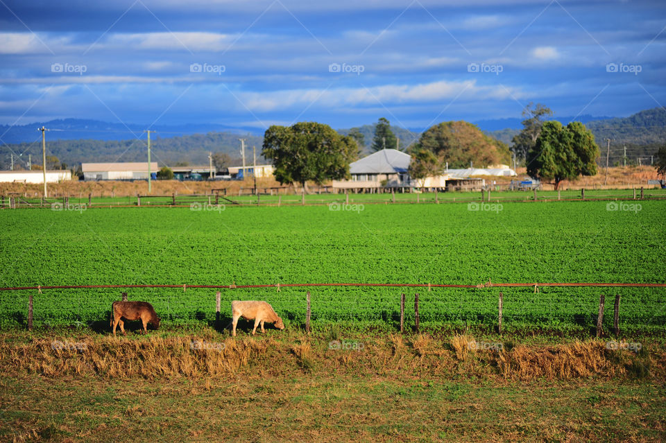 country view