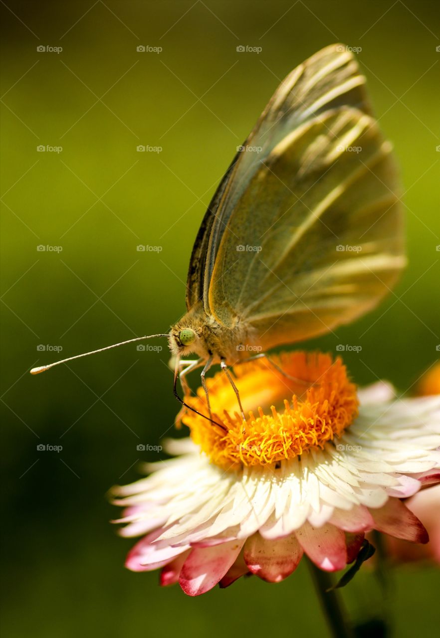 butterfly on a flower