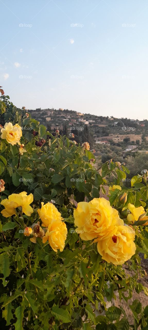 nature in Jordan 🇯🇴