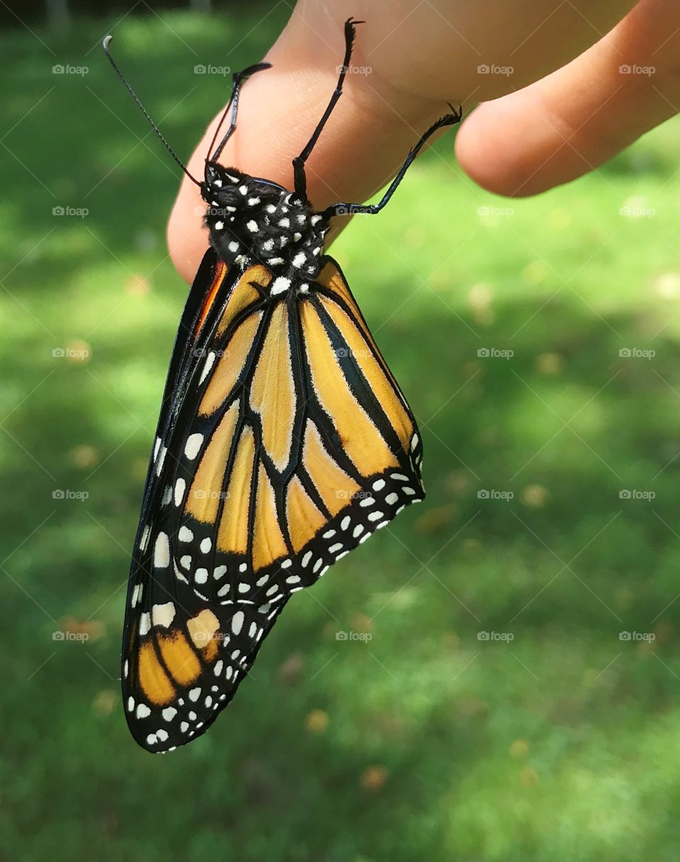 Monarch butterfly after emerging from chrysalis and drying its wings ready to fly away 