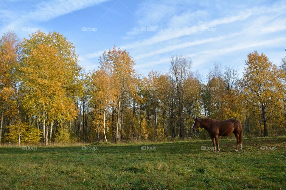 horse nature landscape view from the ground