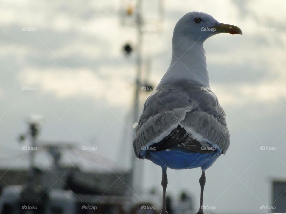 Seagul