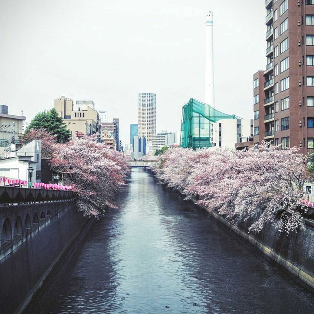 Japanese cherry blossoms