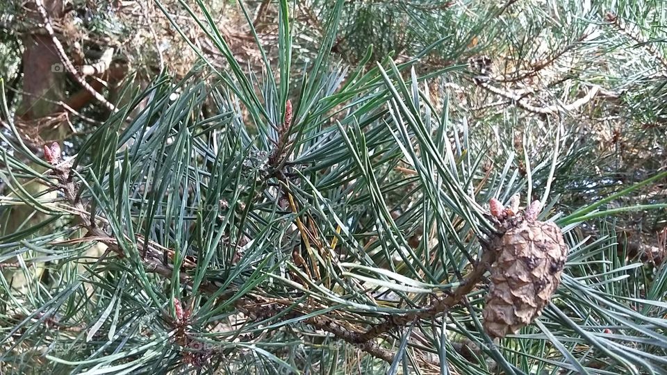 Tree needles