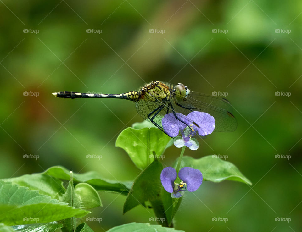 Dragon fly  - backyard garden