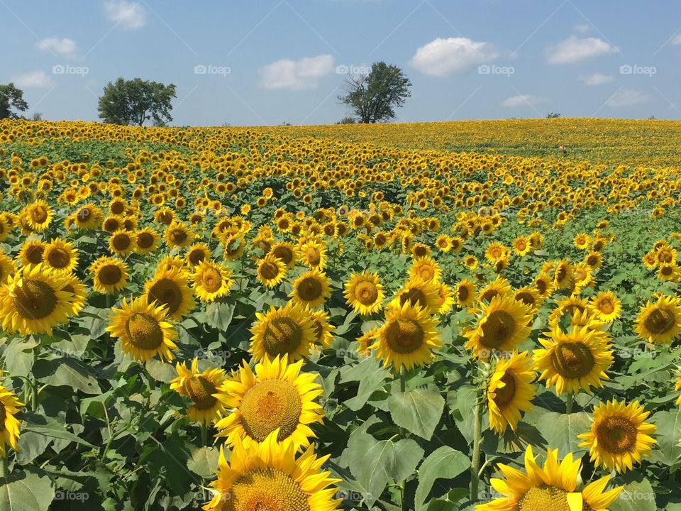 Sunflower fields forever 
