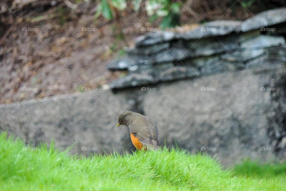 O encantador sabiá laranjeira