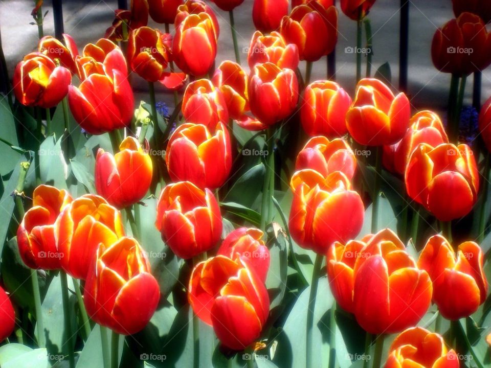 Tulips