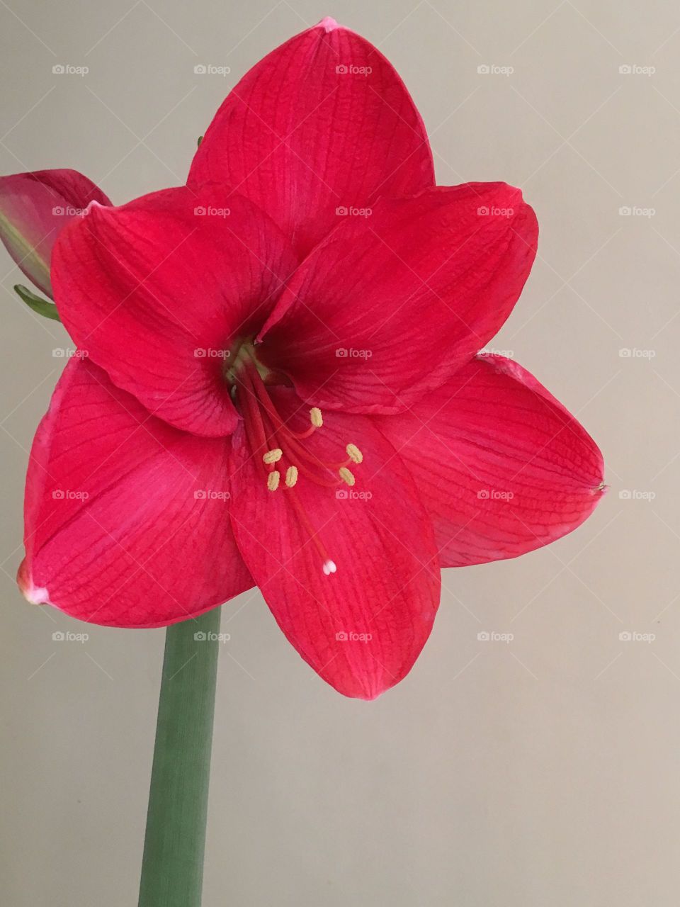 Red  Amaryllis