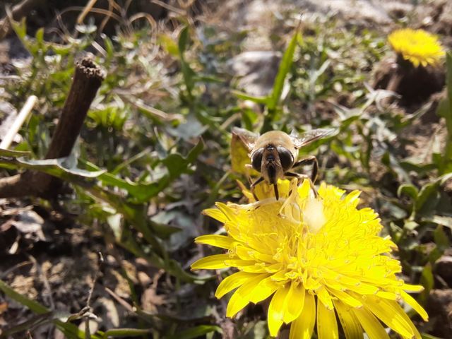 Spring joy