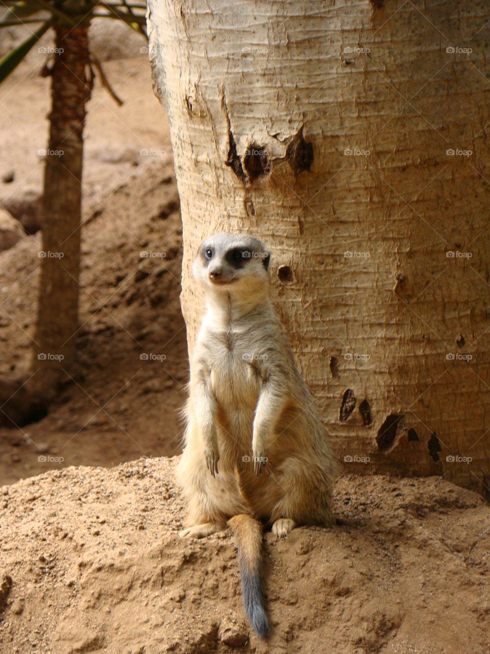 Meerkat