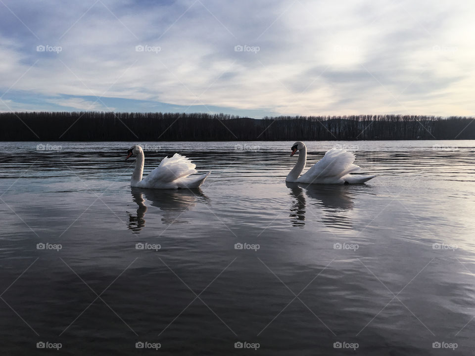 Two graceful swans in beautiful morning
