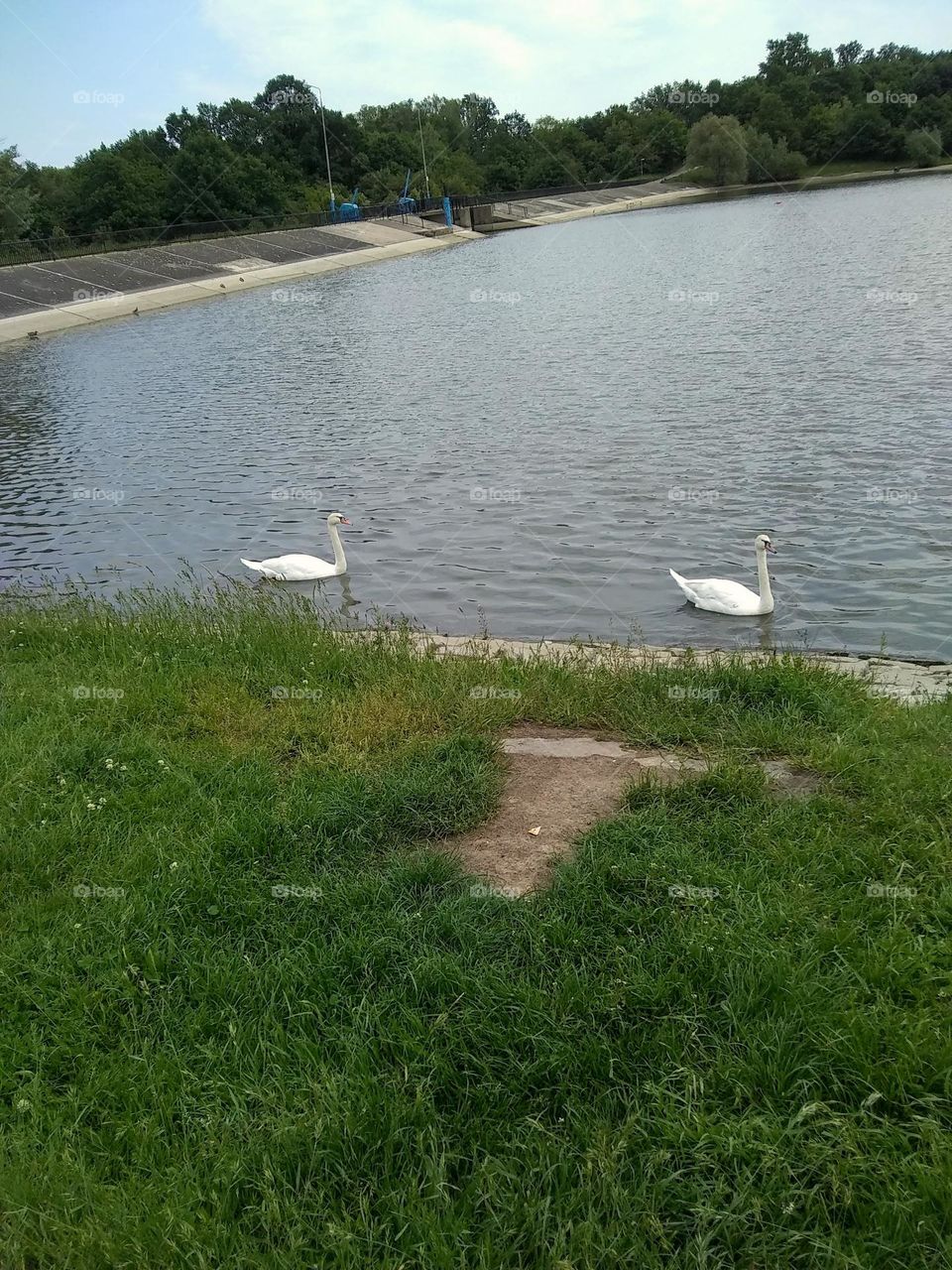 Swans