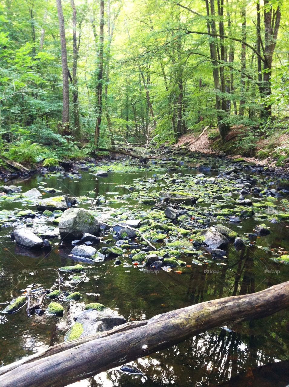 creek greenery beechforrest söderåsens national park sweden by chattis