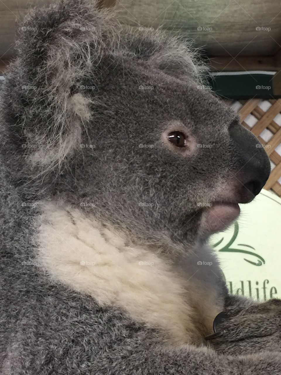 Koala at Featherdale Wildlife Sydney, Australia 