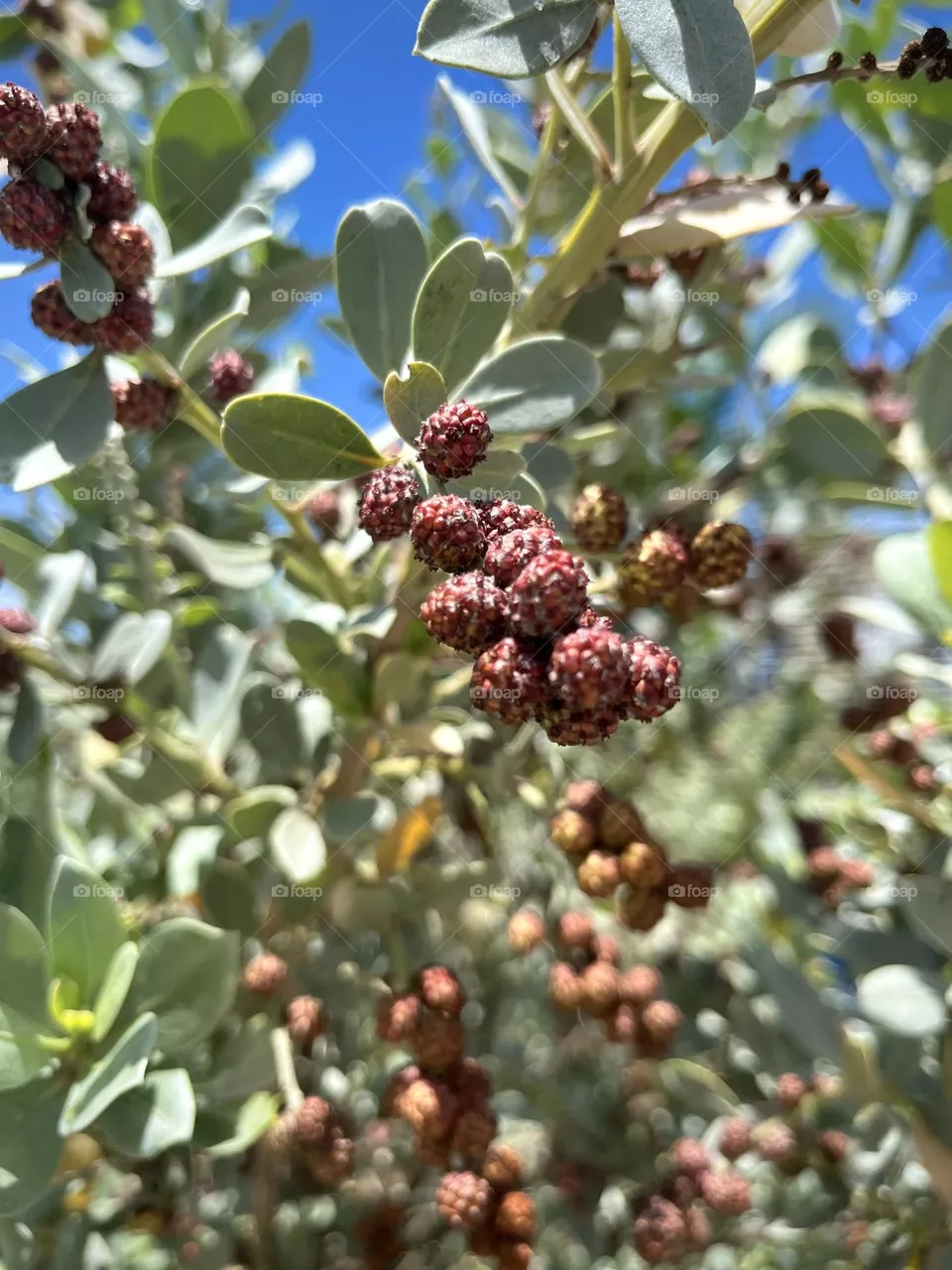 Close-up of a tropical plant. 