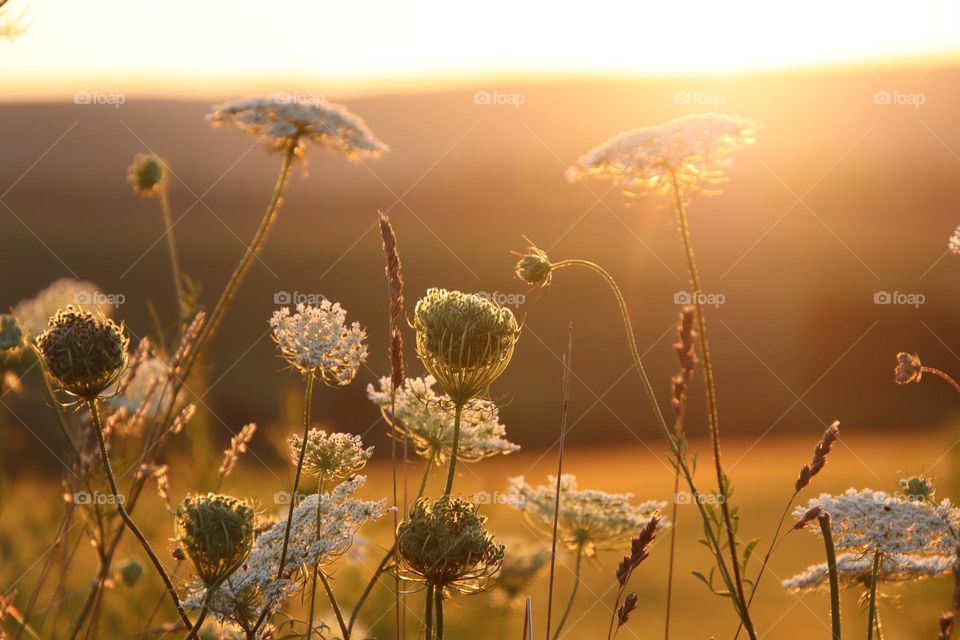 Flowers at golden hour