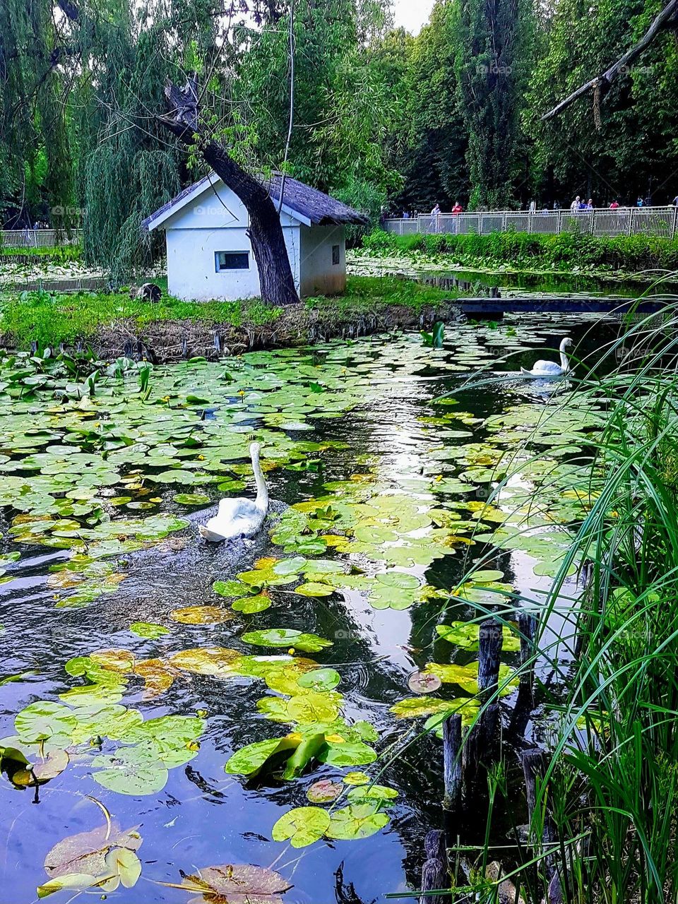 the swans from the park in Craiova