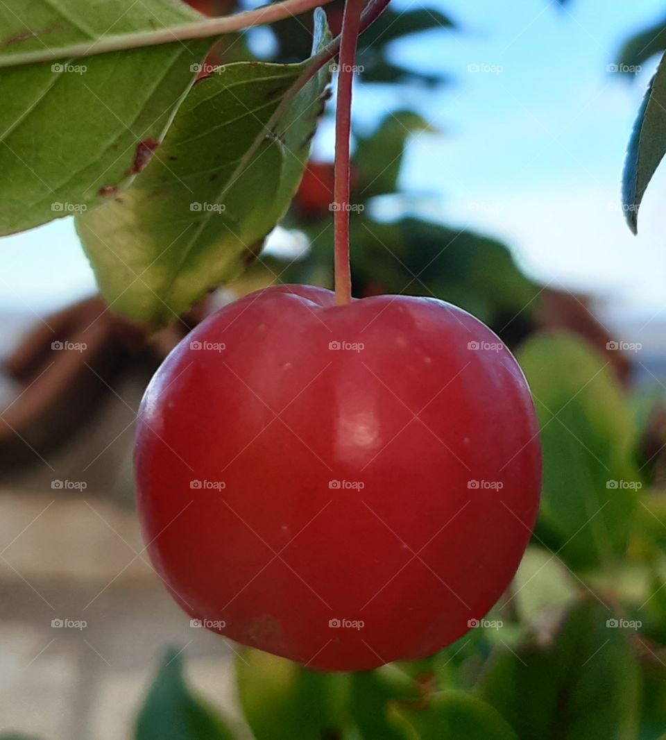 little red apple