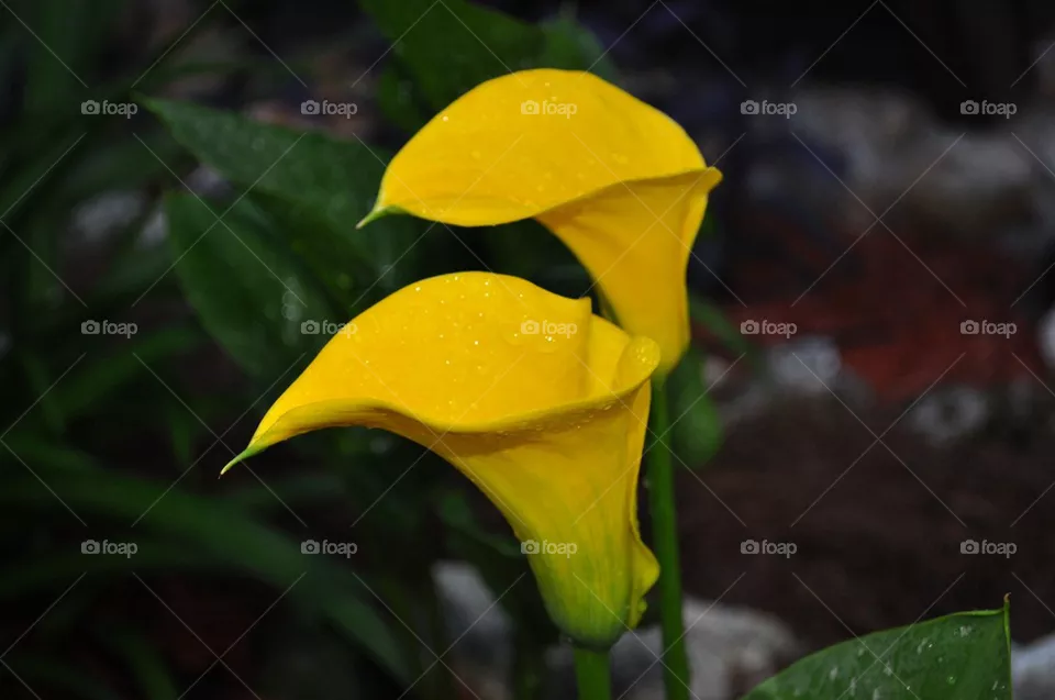 Cala lily 