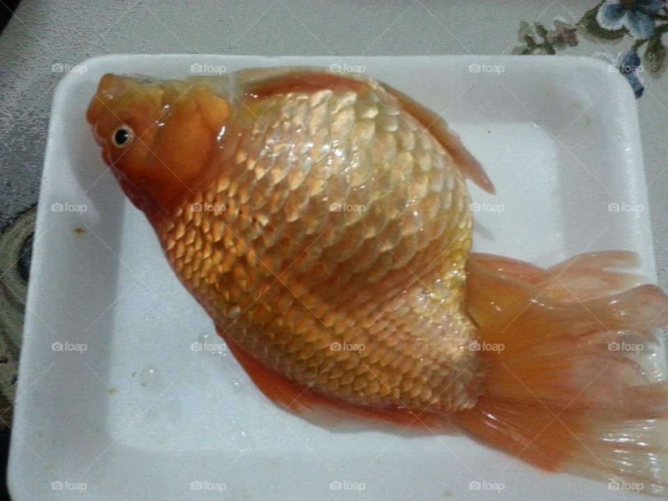Orange fish
