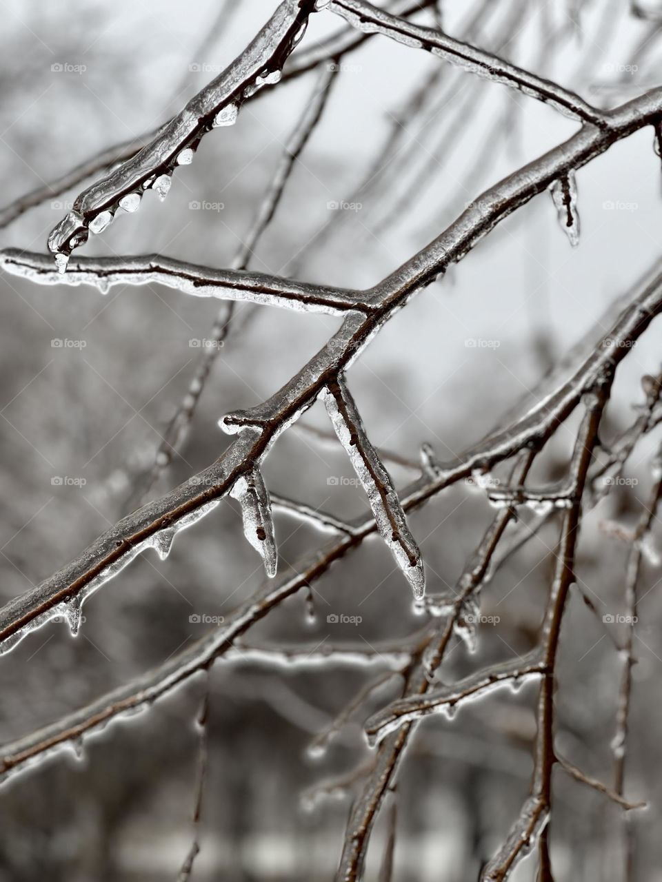 Tree branch covered with ice 