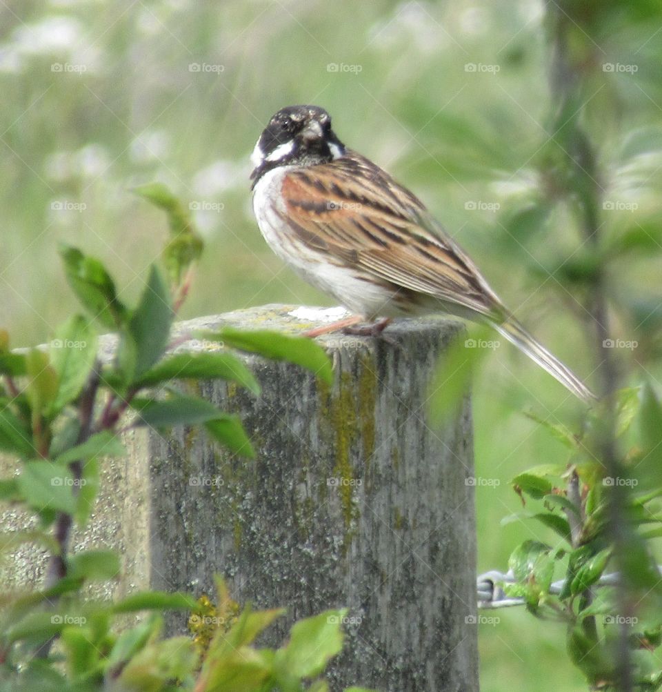 reed bunting