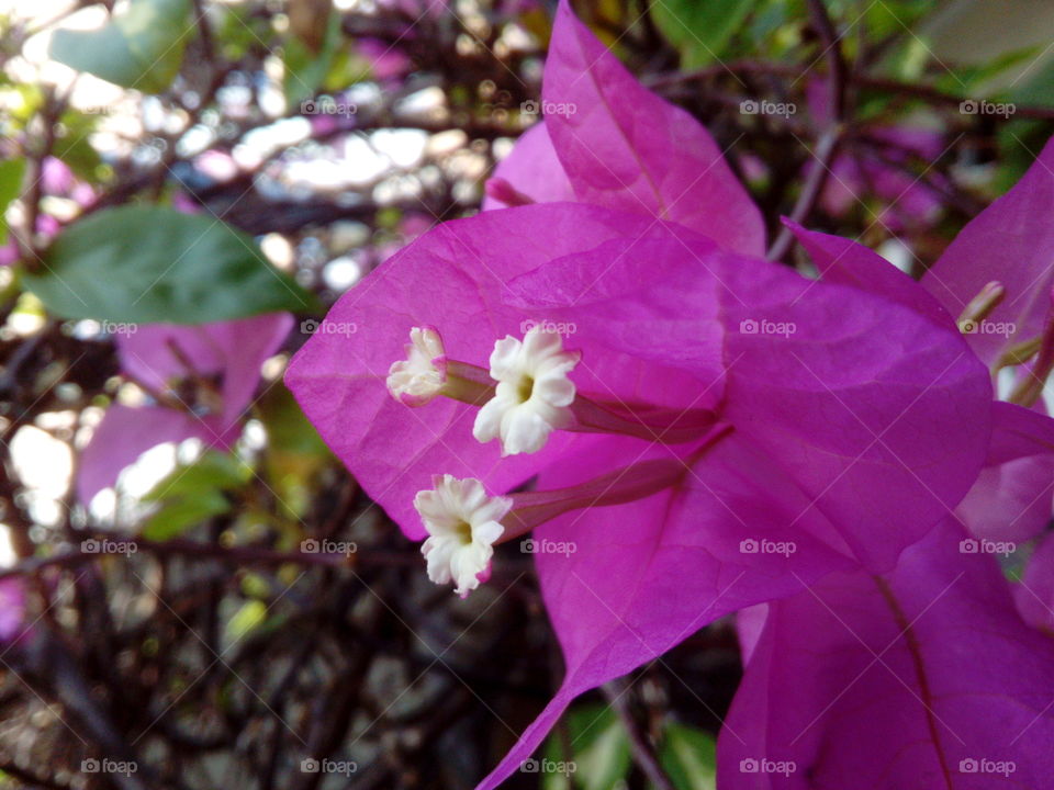 Pink flowers