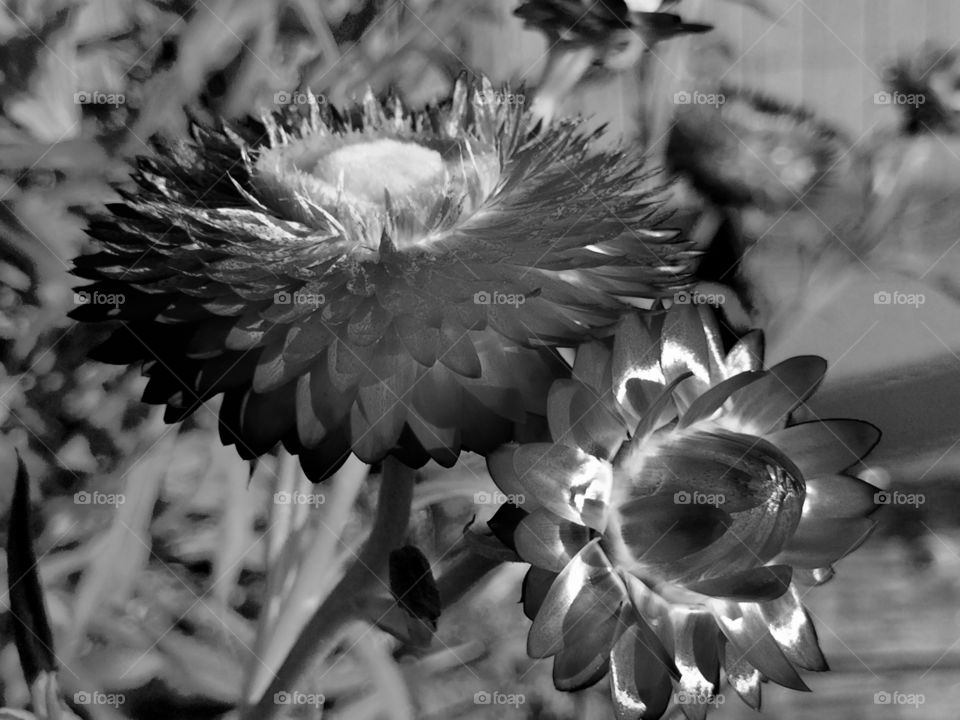 Flowers in b&w 